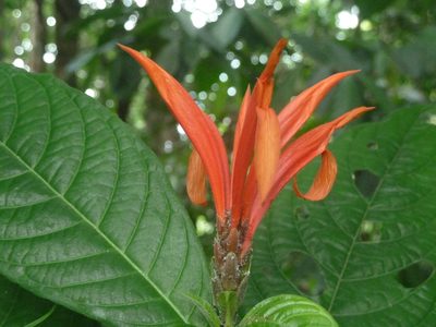 Aphelandra golfodulcensis, photographed by Eduardo Chacón Madrigal
