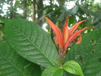 Aphelandra golfodulcensis, photographed by Eduardo Chacón Madrigal