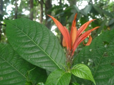 Aphelandra golfodulcensis, photographed by Eduardo Chacón Madrigal