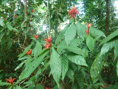 Aphelandra golfodulcensis, photographed by Eduardo Chacón Madrigal