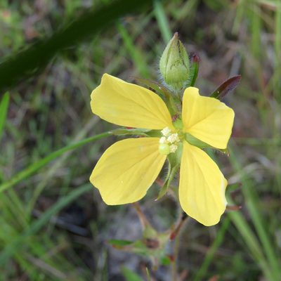 Ludwigia hirtella, photographed by Laura Clark