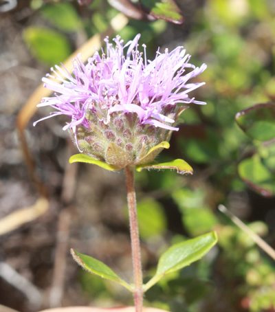 Monardella purpurea, photographed by Scott Loarie