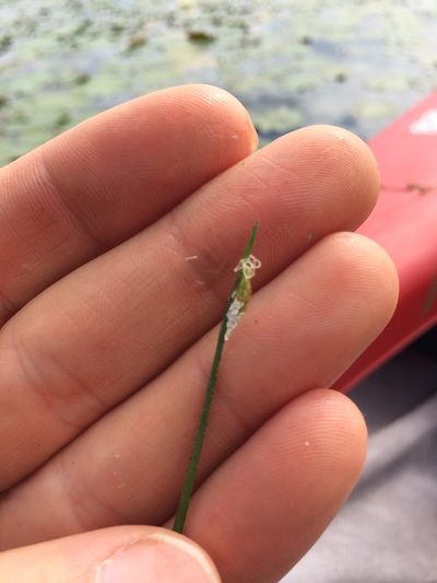 Schoenoplectus subterminalis, photographed by Derek
