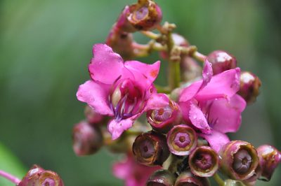 Meriania macrophylla, photographed by Eduardo Chacón Madrigal