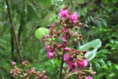 Meriania macrophylla, photographed by Eduardo Chacón Madrigal