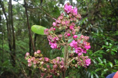Meriania macrophylla, photographed by Eduardo Chacón Madrigal