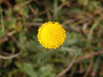Chamaemelum nobile, photographed by Carminda Santos