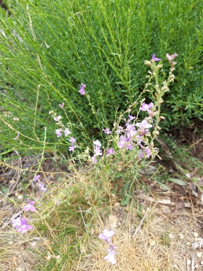 Linaria elegans, photographed by Rafael Medina