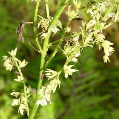 Stenanthium gramineum, photographed by Laura Clark