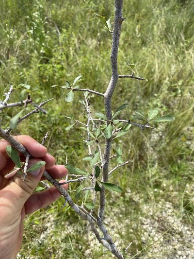Sideroxylon reclinatum, photographed by Jack Hartfelder