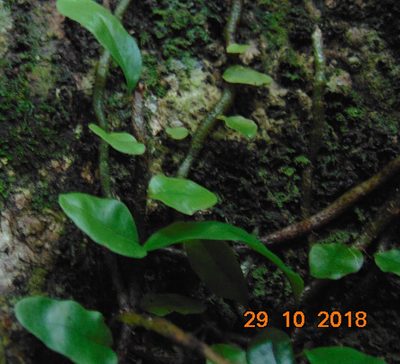Microgramma nitida, photographed by Sebastián de Jesús Herrera Buenfil
