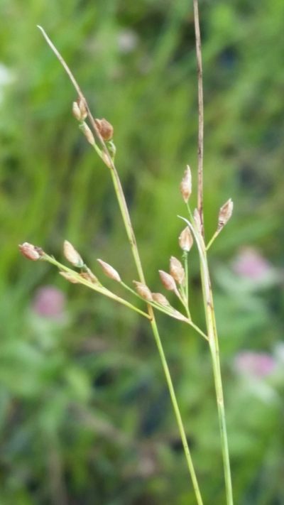Rhynchospora rariflora, photographed by Jay Horn