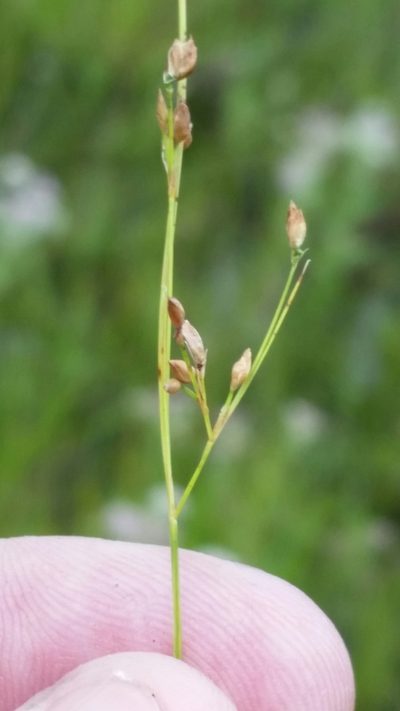 Rhynchospora rariflora, photographed by Jay Horn