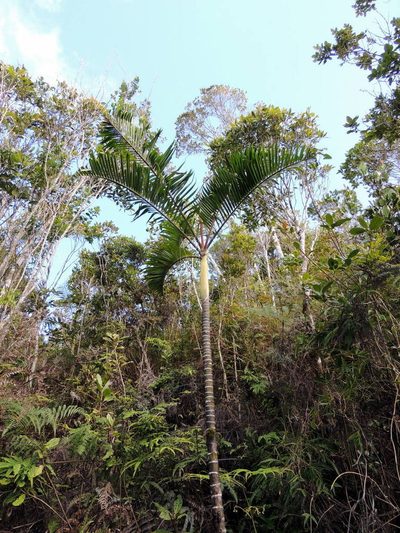 Chrysalidocarpus baronii, photographed by Vijay Barve
