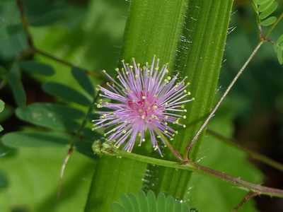 Mimosa candollei, photographed by Helio Lourencini