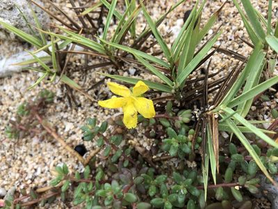 Portulaca psammotropha, photographed by 黃美滿