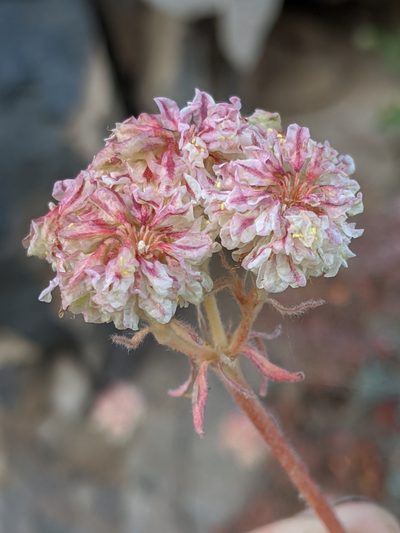 Eriogonum ursinum, photographed by Alex Heyman