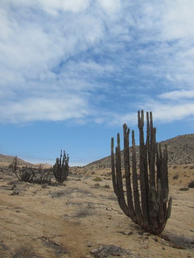 Eulychnia iquiquensis, photographed by Erasmo Macaya Horta