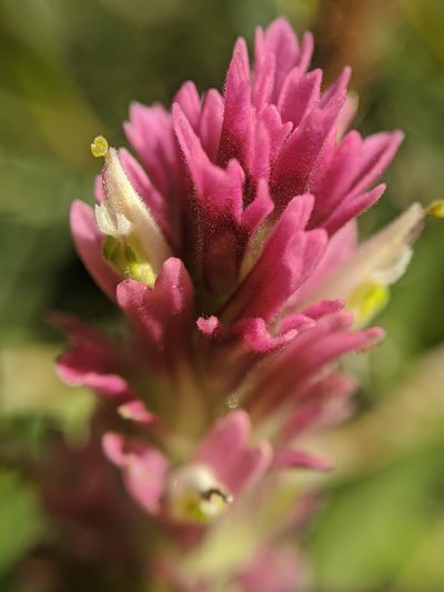Castilleja lassenensis, photographed by Alex Heyman