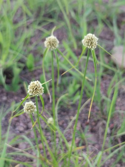 Cyperus seslerioides, photographed by M. Socorro González Elizondo