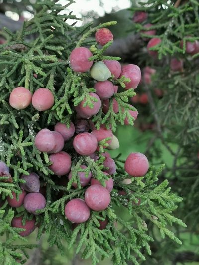 Juniperus coahuilensis, photographed by M. Socorro González Elizondo