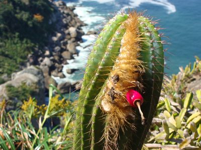 Coleocephalocereus fluminensis, photographed by Pedro Silva