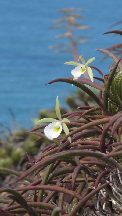 Brassavola tuberculata, photographed by Pedro Silva