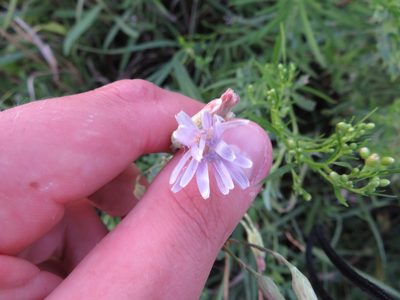 Lactuca oblongifolia, photographed by Seth G. Breeding