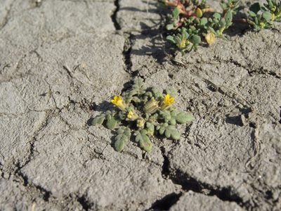 Phacelia inundata, photographed by Jim Morefield