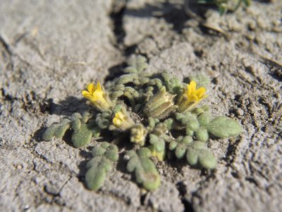 Phacelia inundata, photographed by Jim Morefield