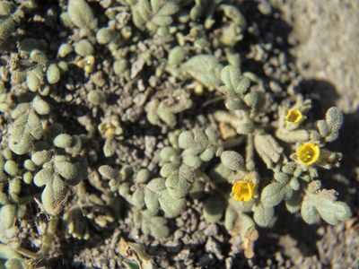 Phacelia inundata, photographed by Jim Morefield