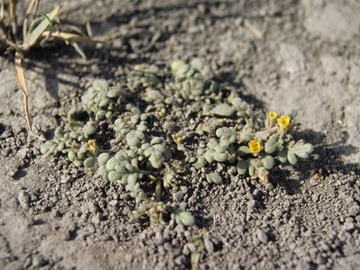 Phacelia inundata, photographed by Jim Morefield