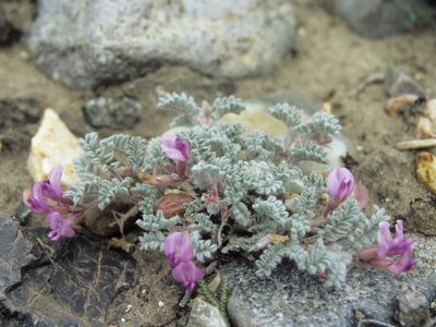 Astragalus anserinus, photographed by Jim Morefield