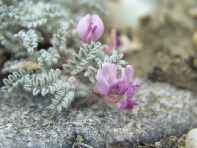 Astragalus anserinus, photographed by Jim Morefield