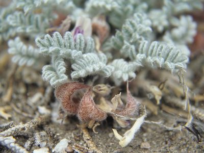 Astragalus anserinus, photographed by Jim Morefield