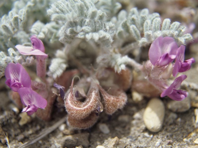 Astragalus anserinus, photographed by Jim Morefield