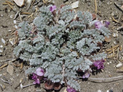 Astragalus anserinus, photographed by Jim Morefield