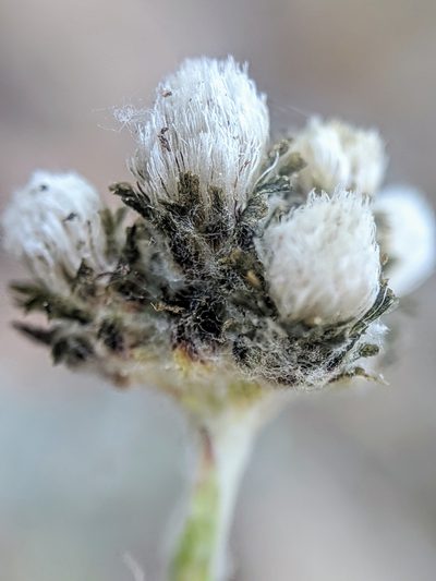 Antennaria media, photographed by Alex Heyman