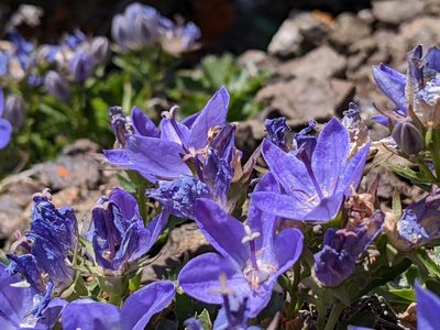 Campanula piperi, photographed by John A Haskins