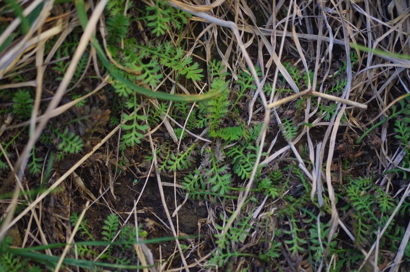 Leptinella minor, photographed by Ed Wilson