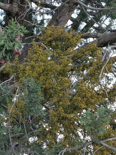 Phoradendron bolleanum, photographed by M. Socorro González Elizondo