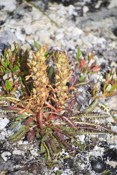 Pedicularis langsdorffii, photographed by Syd Cannings