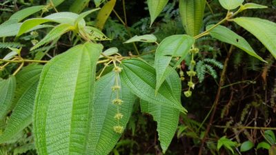 Miconia dependens, photographed by Martín Sánchez Vilchis