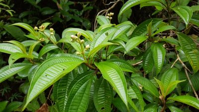 Miconia subhirsuta, photographed by Martín Sánchez Vilchis