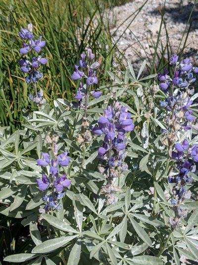 Lupinus obtusilobus, photographed by Alex Heyman