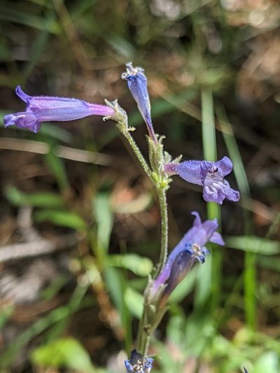 Penstemon gracilentus, photographed by Alex Heyman
