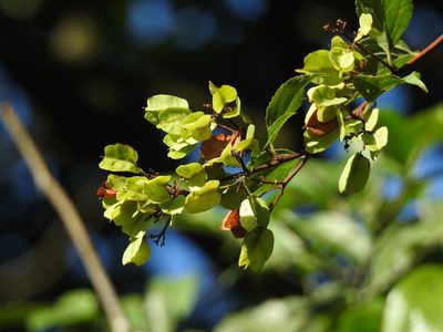 Tripterygium wilfordii, photographed by Jacy Chen