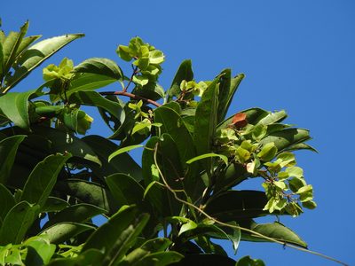 Tripterygium wilfordii, photographed by Jacy Chen