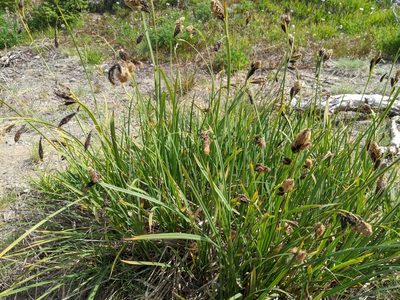 Carex spectabilis, photographed by John A Haskins