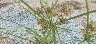 Cyperus compactus, photographed by Ong Jyh Seng